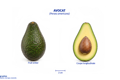Fruit de l'Avocatier (avocat)